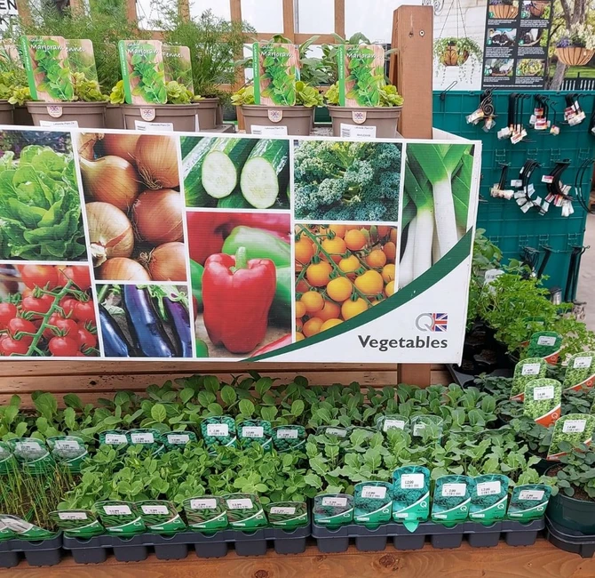 Lakeside Recommends - Planting out vegetables