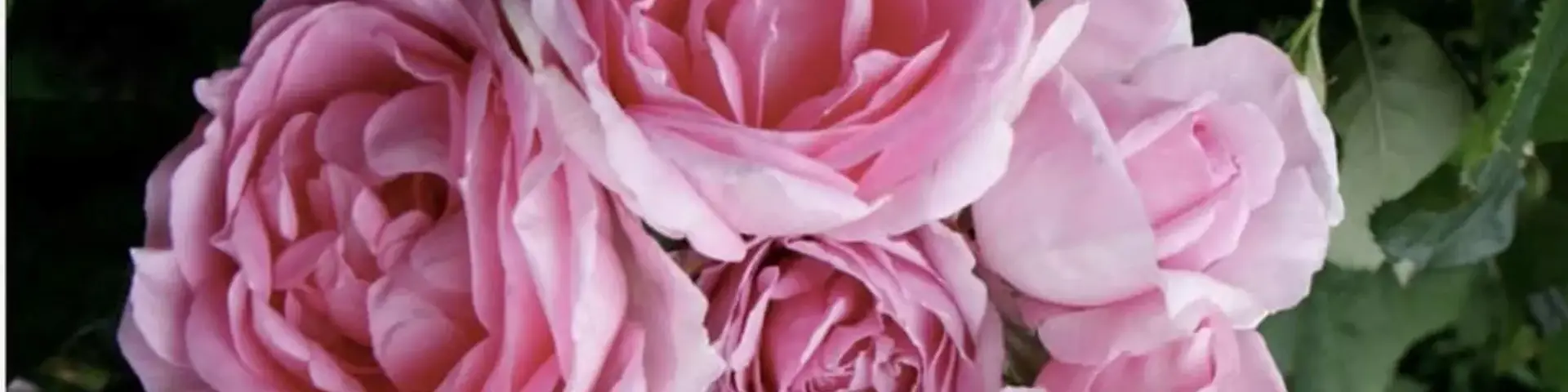 Mum in a Million - What a stunning rose!