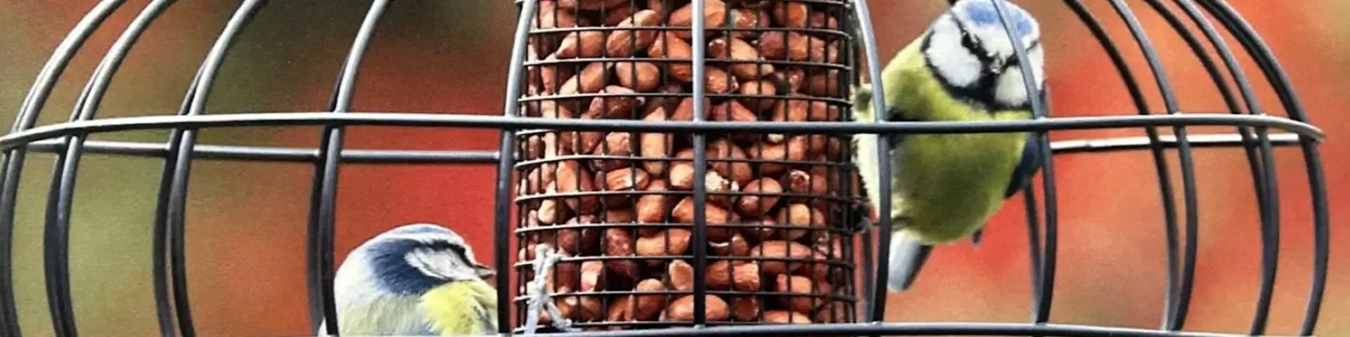 'Tweet' the birds...