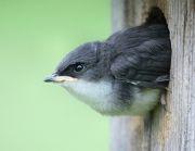Looking after garden birds Looking after garden birds
