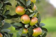 Planting a fruit tree Planting a fruit tree