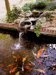 Patio ponds Patio ponds