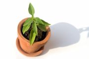 A container vegetable garden A container vegetable garden