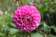 Getting dahlias through winter