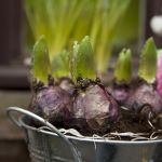 Bulbs in containers Bulbs in containers