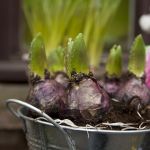 Bulbs in containers