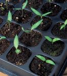 Seeds & Cuttings Seeds & Cuttings
