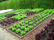 Five easy veg Five easy veg
