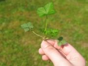 Companion planting Companion planting