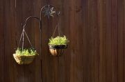 Edible hanging baskets Edible hanging baskets