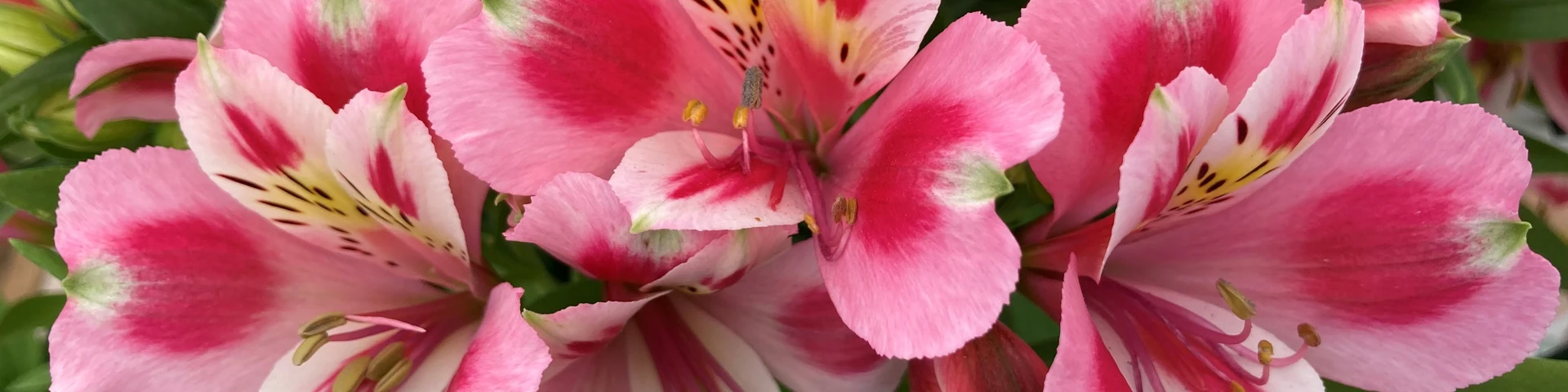 Amazing Alstroemerias