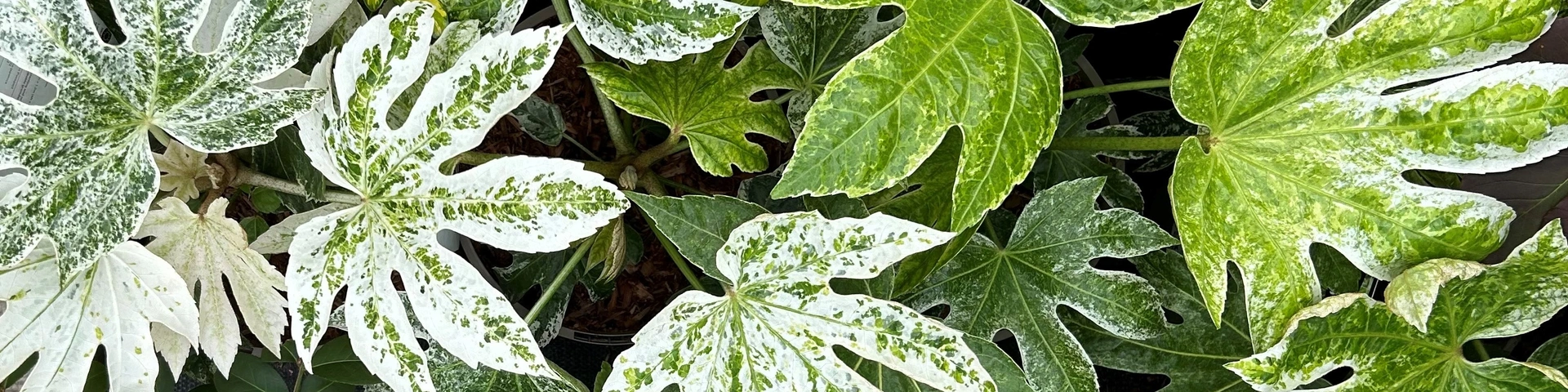 Fatsia for foliage