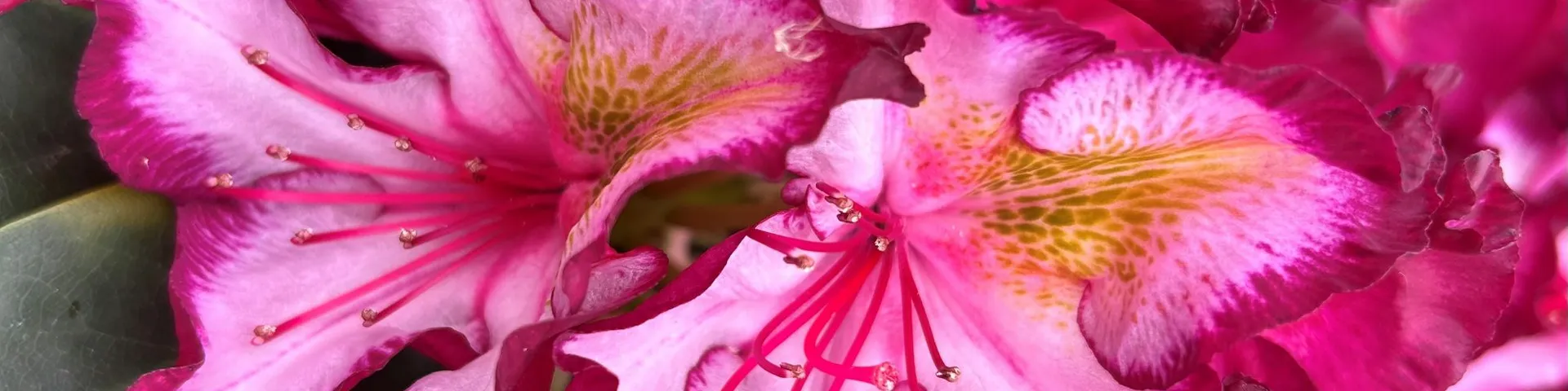 Stunning summer colour