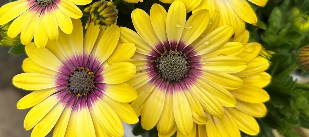 Sunshine Hues with Osteospermum