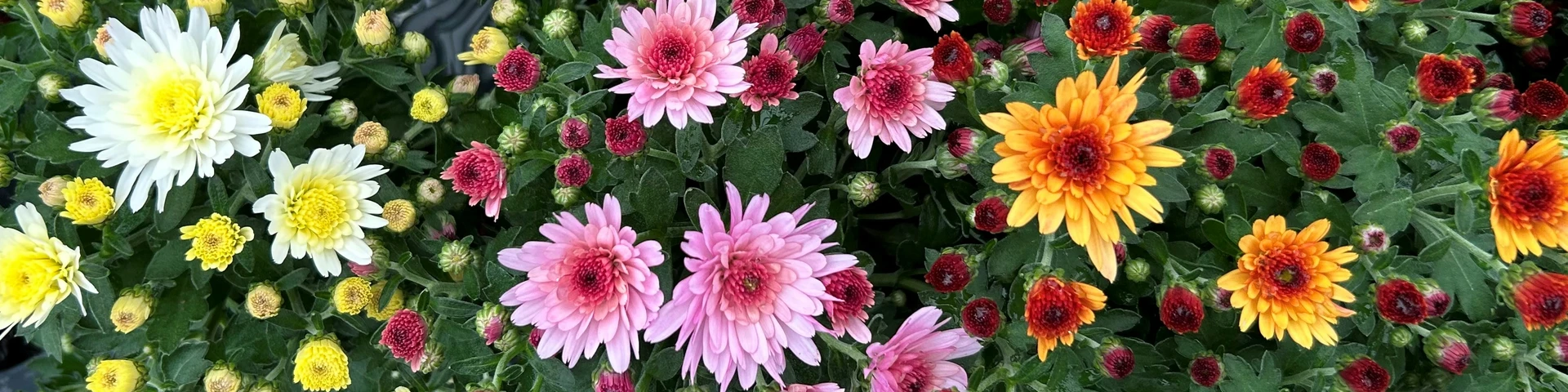 Chrysanthemums - A Traditional Favourite.