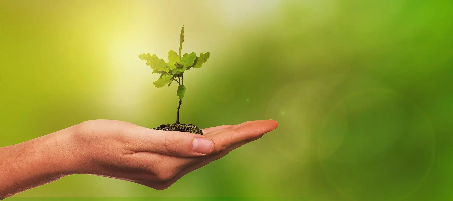 Plants and garden care Plants and garden care