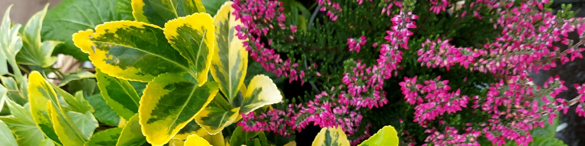 Bask in Autumn colours