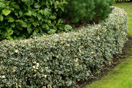 10 great shrubs and hedging plants