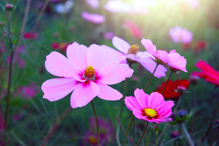 Gardening tips for July