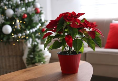 4 great indoor plants for Christmas flowers