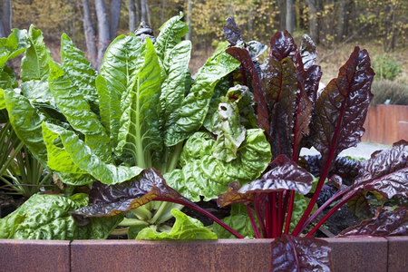 6 vegetables to grow in autumn