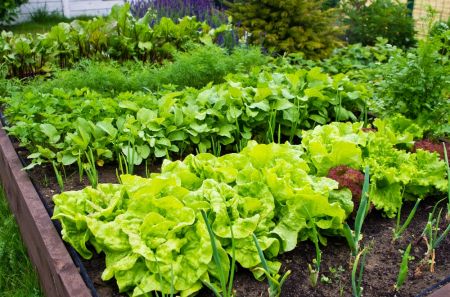 Tips and ideas on planting Vegetable Seeds