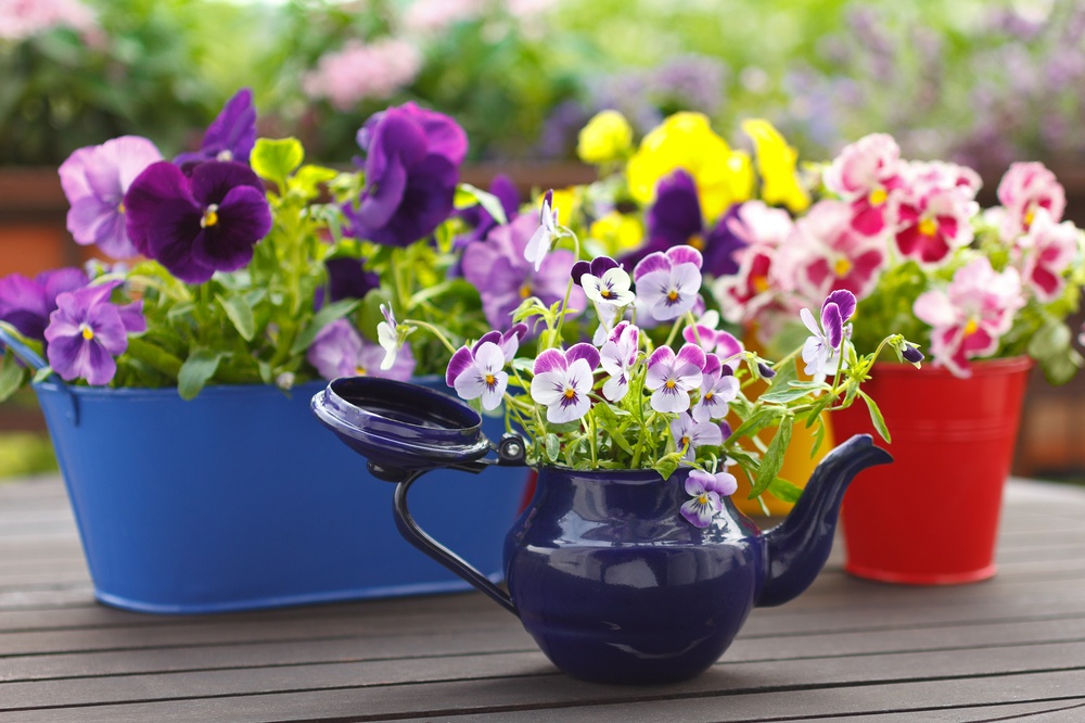 6 fantastic plants for spring pots Lakeside Plant and Garden Centre