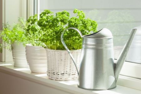 Best plants for a window kitchen garden 