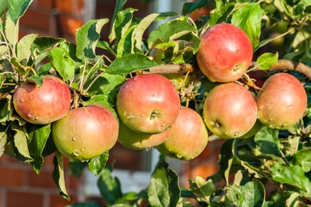 Harvest apples and pears