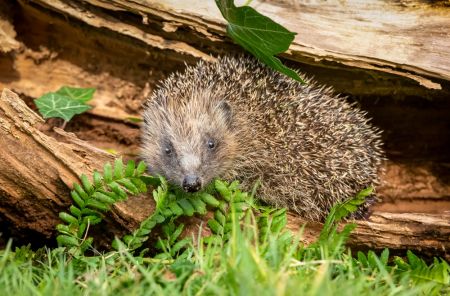 Helping hedgehogs