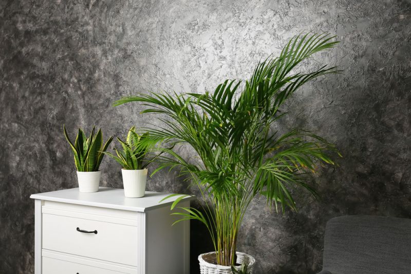 Houseplant Of The Month Areca Palm Lakeside Plant And Garden