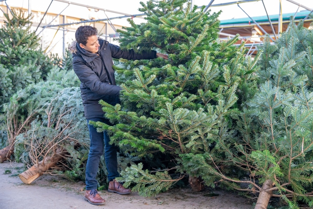 How to choose the right Christmas tree Lakeside Plant and Garden