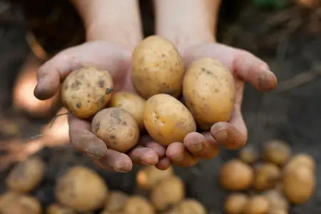 How to grow your own potatoes