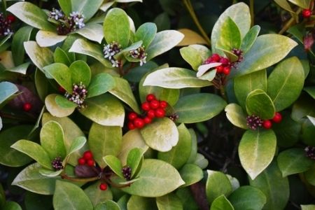 Plant of the Week: Gaultheria