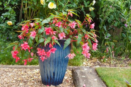 Top 5 plants to grow in containers