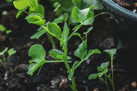 What to sow in the kitchen garden in May