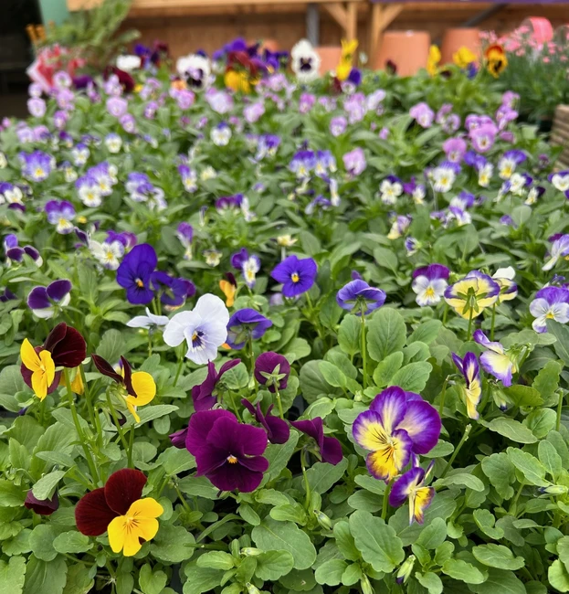 Autumn Bedding Plants Offer