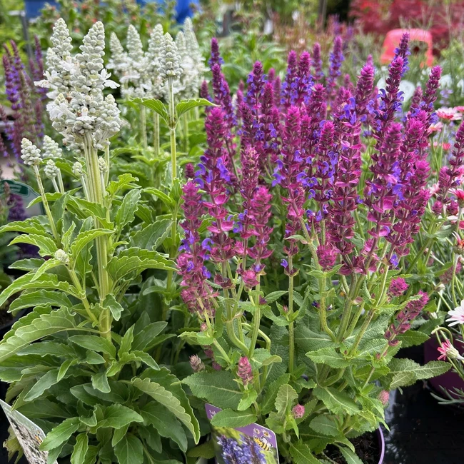 Cottage Garden Plants
