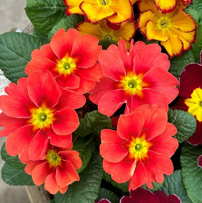 February Plant of the Month - Primrose