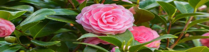 Garden Club Members February Offer