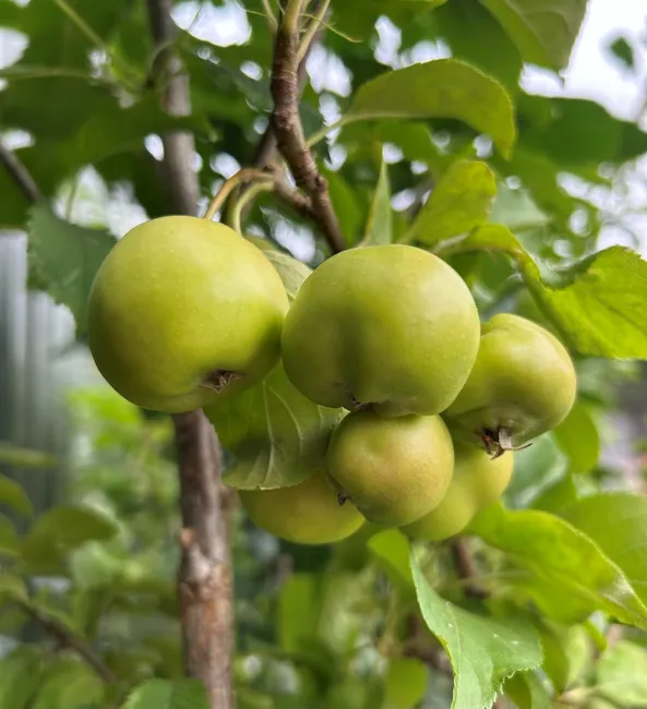 Garden Club Offer for August
