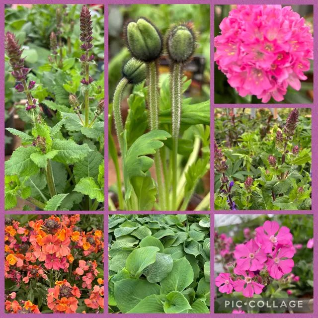 Herbaceous Offer