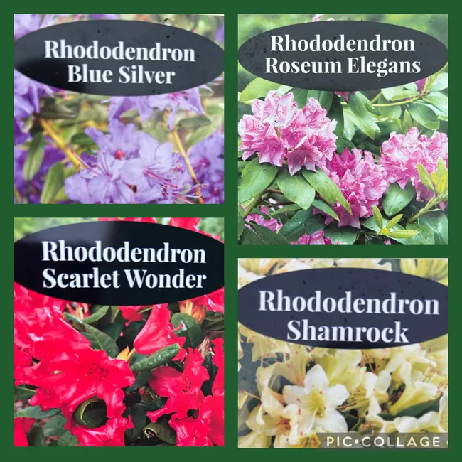 It's a 'don't tell' Rhododendron Offer