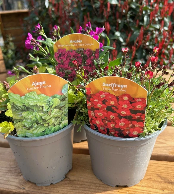 Plant of the Month for April - Alpines