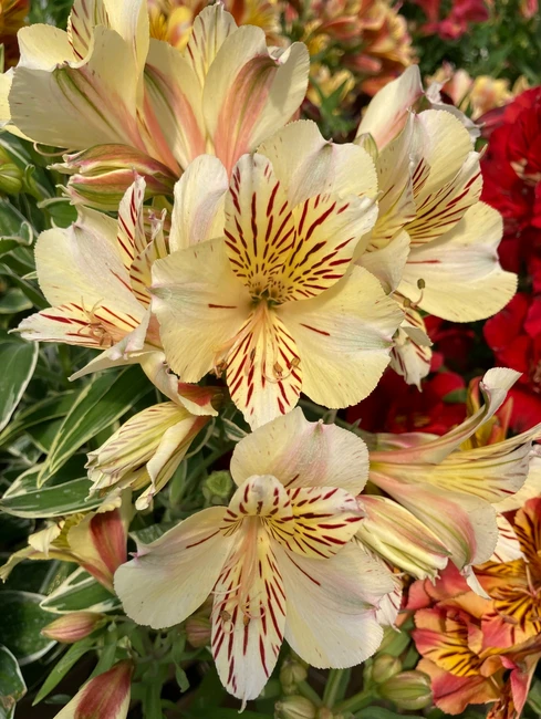 Cottage Garden Plants for August