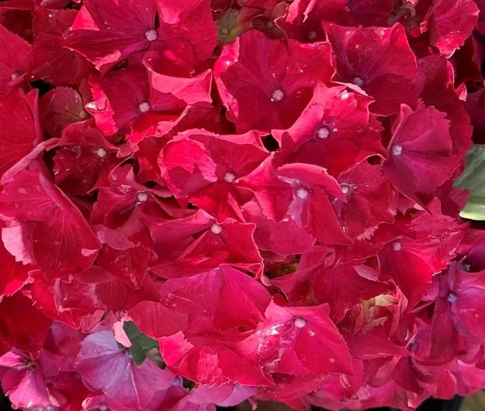 Plant of the month for June