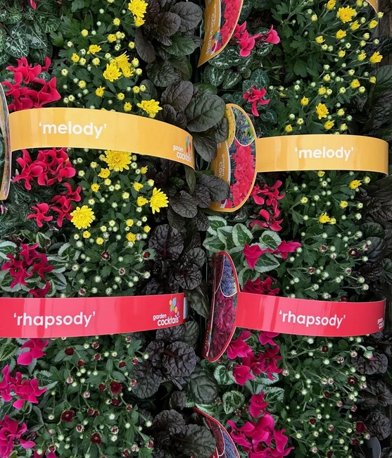Plant of the Month for September