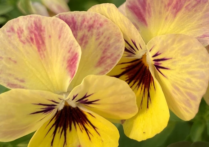 Plant of the Month for September