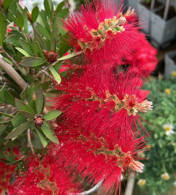 Plant of the Month June 2025 - Callistemon