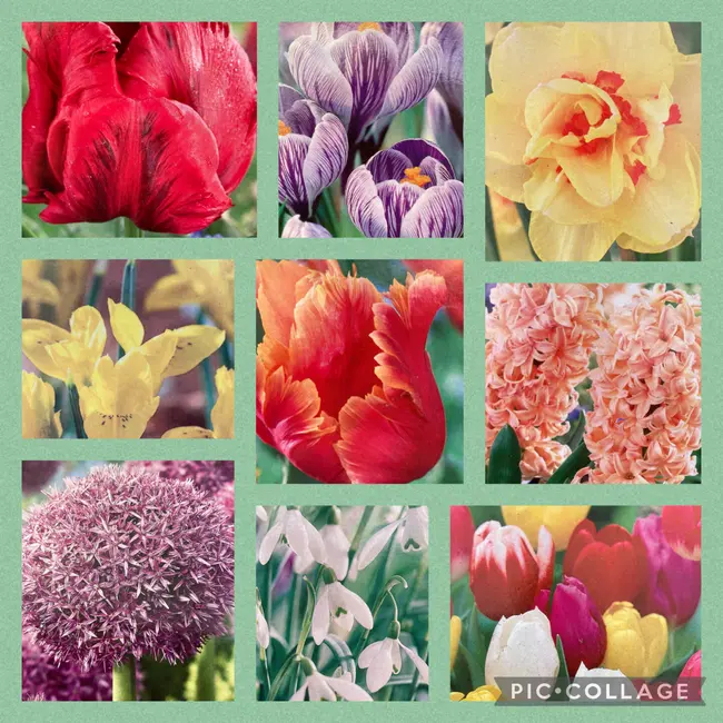Taylor's Spring Bulbs